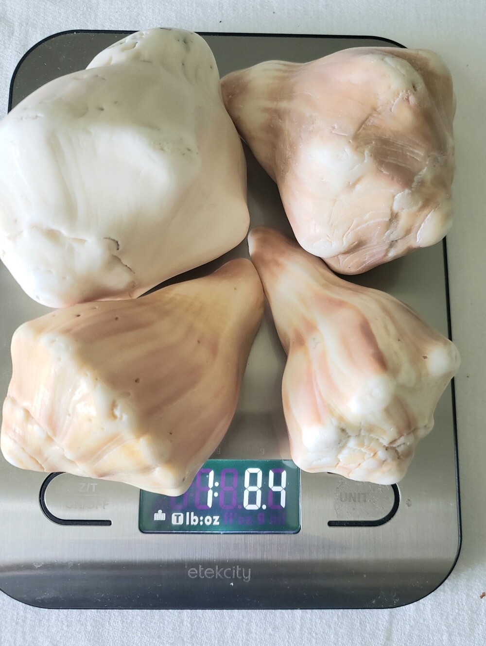 4 Vintage Knobbed Whelk Shells  Florida Atlantic Coast